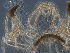  ( - SEG11)  @12 [ ] CreativeCommons - Attribution Non-Commercial Share-Alike (2013) Unspecified NTNU Museum of Natural History and Archaeology