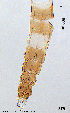  ( - STR_11)  @11 [ ] Creative Commons  Attribution Non-Commercial Share-Alike (2023) NTNU University Museum, Department of Natural History NTNU University Museum, Department of Natural History