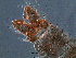  ( - SEG23)  @12 [ ] CreativeCommons - Attribution Non-Commercial Share-Alike (2013) Unspecified NTNU Museum of Natural History and Archaeology