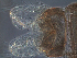  (Cricotopus diversus - SEG51)  @12 [ ] CreativeCommons - Attribution Non-Commercial Share-Alike (2013) Unspecified NTNU Museum of Natural History and Archaeology