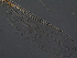  ( - SEG58)  @11 [ ] CreativeCommons - Attribution Non-Commercial Share-Alike (2013) Unspecified NTNU Museum of Natural History and Archaeology