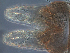  ( - SEG88)  @12 [ ] CreativeCommons - Attribution Non-Commercial Share-Alike (2013) Unspecified NTNU Museum of Natural History and Archaeology