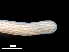  (Baseodiscus delineatus - Co_Bas_003)  @11 [ ] CreativeCommons  Attribution Non-Commercial Share-Alike (2023) Smithsonian Tropical Research Institute Smithsonian Tropical Research Institute