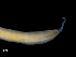  (Lineidae sp. CB102 - Co_Mic_013)  @11 [ ] CreativeCommons  Attribution Non-Commercial Share-Alike (2023) Smithsonian Tropical Research Institute Smithsonian Tropical Research Institute