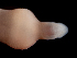  (Nipponnemertes sp. CB177 - Co_Nip_002)  @11 [ ] CreativeCommons  Attribution Non-Commercial Share-Alike (2023) Smithsonian Tropical Research Institute Smithsonian Tropical Research Institute