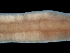  ( - Co_Lin_002)  @11 [ ] CreativeCommons  Attribution Non-Commercial Share-Alike (2023) Smithsonian Tropical Research Institute Smithsonian Tropical Research Institute