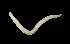  (Drepanophorus sp. SMGM011 - GLTZ-0362)  @11 [ ] copyright (2024) Svetlana Maslakova University of Oregon
