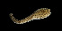 (Lineidae sp. SMGM026 - GLTZ-0398)  @11 [ ] copyright (2024) Svetlana Maslakova University of Oregon