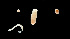  (Lineidae sp. SMGM028 - GLTZ-0416)  @11 [ ] copyright (2024) Svetlana Maslakova University of Oregon