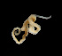  (Lineidae sp. SMGM024 - GLTZ-0401)  @11 [ ] copyright (2024) Svetlana Maslakova University of Oregon