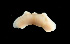  (Lineidae sp. SMGM029 - GLTZ-2477)  @11 [ ] copyright (2024) Svetlana Maslakova University of Oregon