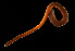  (Gorgonorhynchidae - GLTZ-2488)  @11 [ ] copyright (2024) Svetlana Maslakova University of Oregon