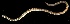  (Notospermus - GLTZ-0288)  @11 [ ] Copyright (2024) Svetlana Maslakova Oregon Institute of Marine Biology