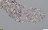  ( - GLTZ-2504)  @11 [ ] copyright (2024) Svetlana Maslakova University of Oregon