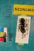  ( - NEONTcarabid5463)  @12 [ ] Copyright (2012) Barton, M National Ecological Observatory Network (NEON) http://www.neoninc.org/content/copyright