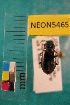  ( - NEONTcarabid5465)  @11 [ ] Copyright (2012) Barton, M National Ecological Observatory Network (NEON) http://www.neoninc.org/content/copyright