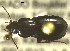  ( - NEONTcarabid190)  @13 [ ] Copyright (2010) Blevins, KK and Travers, PD National Ecological Observatory Network (NEON) http://www.neoninc.org/content/copyright