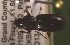  ( - NEONTcarabid235)  @12 [ ] Copyright (2010) Blevins, KK and Travers, PD National Ecological Observatory Network (NEON) http://www.neoninc.org/content/copyright