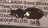  ( - NEONTcarabid265)  @12 [ ] Copyright (2010) Blevins, KK and Travers, PD National Ecological Observatory Network (NEON) http://www.neoninc.org/content/copyright