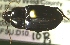  ( - NEONTcarabid310)  @12 [ ] Copyright (2010) Blevins, KK and Travers, PD National Ecological Observatory Network (NEON) http://www.neoninc.org/content/copyright