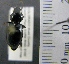  ( - NEONTcarabid544)  @13 [ ] Copyright (2010) Blevins, KK and Travers, PD National Ecological Observatory Network (NEON) http://www.neoninc.org/content/copyright