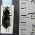  ( - NEONTcarabid547)  @13 [ ] Copyright (2010) Blevins, KK and Travers, PD National Ecological Observatory Network (NEON) http://www.neoninc.org/content/copyright