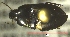  ( - NEONTcarabid548)  @12 [ ] Copyright (2010) Blevins, KK and Travers, PD National Ecological Observatory Network (NEON) http://www.neoninc.org/content/copyright