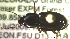  ( - NEONTcarabid561)  @12 [ ] Copyright (2010) Blevins, KK and Travers, PD National Ecological Observatory Network (NEON) http://www.neoninc.org/content/copyright