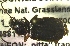  ( - NEONTcarabid615)  @12 [ ] Copyright (2010) Blevins, KK and Travers, PD National Ecological Observatory Network (NEON) http://www.neoninc.org/content/copyright