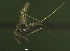  ( - NEONTculicid765)  @12 [ ] Copyright (2010) Blevins, KK and Travers, PD National Ecological Observatory Network (NEON) http://www.neoninc.org/content/copyright