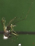  ( - NEONTculicid774)  @12 [ ] Copyright (2010) Blevins, KK and Travers, PD National Ecological Observatory Network (NEON) http://www.neoninc.org/content/copyright