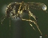  ( - NEONTculicid795)  @12 [ ] Copyright (2010) Blevins, KK and Travers, PD National Ecological Observatory Network (NEON) http://www.neoninc.org/content/copyright