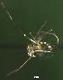  (Aedes hendersoni - NEONTculicid818)  @12 [ ] Copyright (2010) Blevins, KK and Travers, PD National Ecological Observatory Network (NEON) http://www.neoninc.org/content/copyright