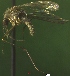  ( - NEONTculicid826)  @12 [ ] Copyright (2010) Blevins, KK and Travers, PD National Ecological Observatory Network (NEON) http://www.neoninc.org/content/copyright
