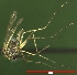  ( - NEONTculicid831)  @13 [ ] Copyright (2010) Blevins, KK and Travers, PD National Ecological Observatory Network (NEON) http://www.neoninc.org/content/copyright