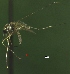 ( - NEONTculicid841)  @12 [ ] Copyright (2010) Blevins, KK and Travers, PD National Ecological Observatory Network (NEON) http://www.neoninc.org/content/copyright