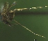  ( - NEONTculicid845)  @12 [ ] Copyright (2010) Blevins, KK and Travers, PD National Ecological Observatory Network (NEON) http://www.neoninc.org/content/copyright