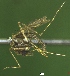 ( - NEONTculicid851)  @12 [ ] Copyright (2010) Blevins, KK and Travers, PD National Ecological Observatory Network (NEON) http://www.neoninc.org/content/copyright