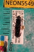  (Pterostichus inanis - NEONTcarabid5549)  @13 [ ] Copyright (2012) Barton, M National Ecological Observatory Network (NEON) http://www.neoninc.org/content/copyright