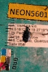  ( - NEONTcarabid5601)  @12 [ ] Copyright (2012) Barton, M National Ecological Observatory Network (NEON) http://www.neoninc.org/content/copyright