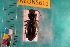  ( - NEONTcarabid5611)  @13 [ ] Copyright (2012) Barton, M National Ecological Observatory Network (NEON) http://www.neoninc.org/content/copyright