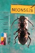  ( - NEONTcarabid5628)  @12 [ ] Copyright (2012) Barton, M National Ecological Observatory Network (NEON) http://www.neoninc.org/content/copyright