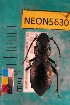  ( - NEONTcarabid5630)  @11 [ ] Copyright (2012) Barton, M National Ecological Observatory Network (NEON) http://www.neoninc.org/content/copyright