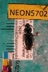  (Agonum pacificum - NEONTcarabid5702)  @15 [ ] Copyright (2012) Barton, M National Ecological Observatory Network (NEON) http://www.neoninc.org/content/copyright