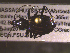  ( - NEONTcarabid1705)  @12 [ ] Copyright (2010) Blevins, KK and Travers, PD National Ecological Observatory Network (NEON) http://www.neoninc.org/content/copyright