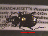  ( - NEONTcarabid1707)  @12 [ ] Copyright (2010) Blevins, KK and Travers, PD National Ecological Observatory Network (NEON) http://www.neoninc.org/content/copyright