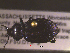  ( - NEONTcarabid1709)  @13 [ ] Copyright (2010) Blevins, KK and Travers, PD National Ecological Observatory Network (NEON) http://www.neoninc.org/content/copyright