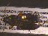  ( - NEONTcarabid1711)  @13 [ ] Copyright (2010) Blevins, KK and Travers, PD National Ecological Observatory Network (NEON) http://www.neoninc.org/content/copyright