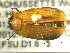  ( - NEONTcarabid1716)  @12 [ ] Copyright (2010) Blevins, KK and Travers, PD National Ecological Observatory Network (NEON) http://www.neoninc.org/content/copyright