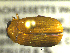  ( - NEONTcarabid1719)  @13 [ ] Copyright (2010) Blevins, KK and Travers, PD National Ecological Observatory Network (NEON) http://www.neoninc.org/content/copyright